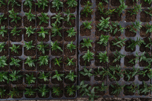 Perennial Plugs