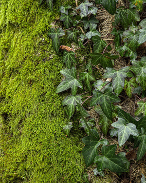 Evergreen Climbers