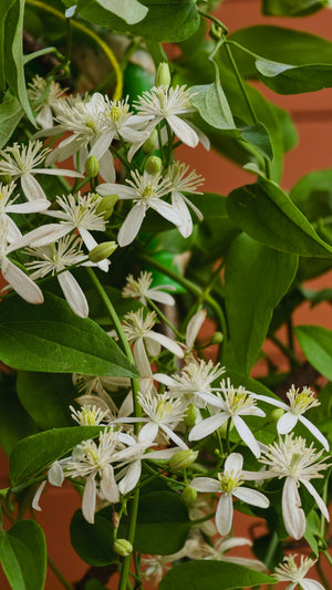 Clematis