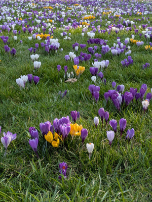 Naturalising Bulbs