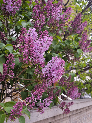 Flowering Hedging