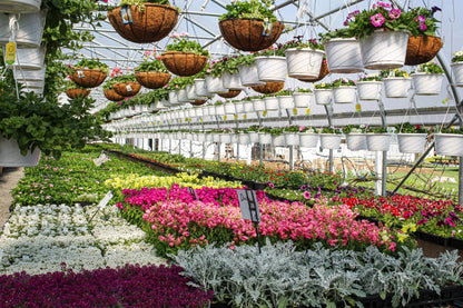 100 Osmocote Slow Release Fertiliser 5-6M Feed Ideal For Tubs & Hanging Baskets