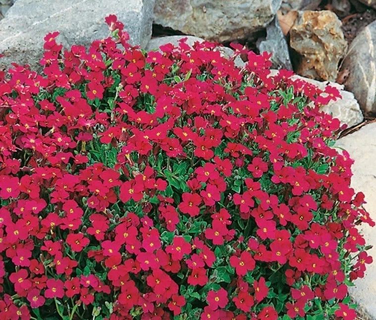 Aubretia Royal Red x 8 PLUG PLANTS PREORDER