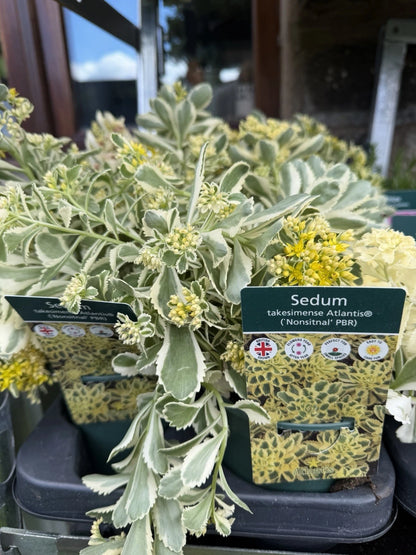 Sedum Takesimense 1L x2 Pot Full