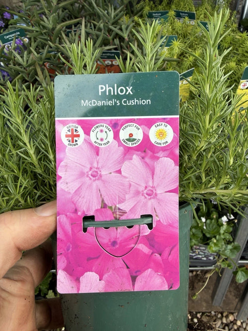 Phlox McDavid Cushion 1L x2 Pot Full