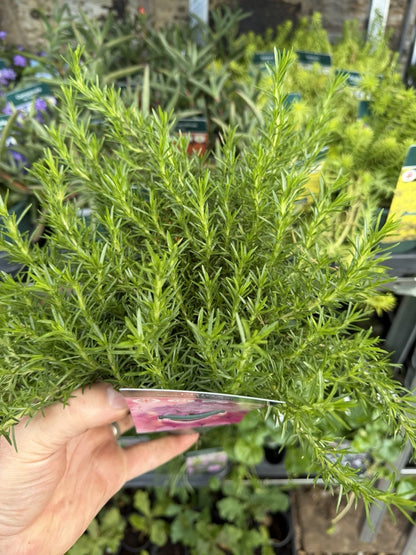 Phlox McDavid Cushion 1L x2 Pot Full
