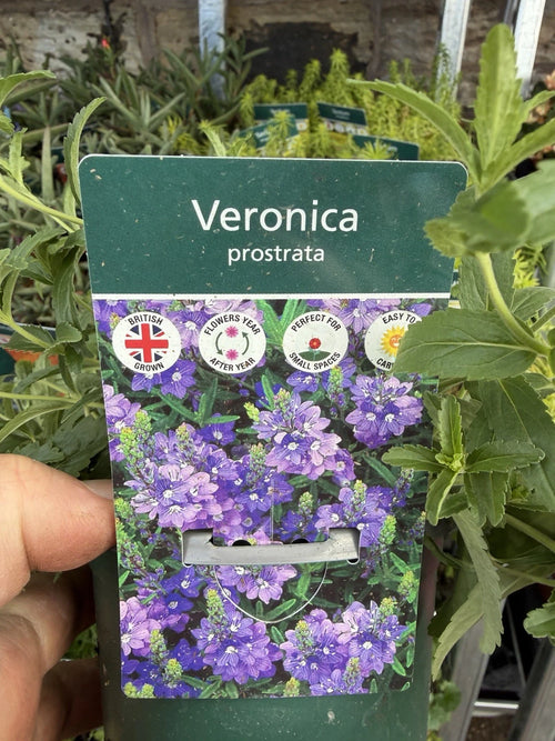 Alpine Veronica Prostrata 1L x2 Pot Full