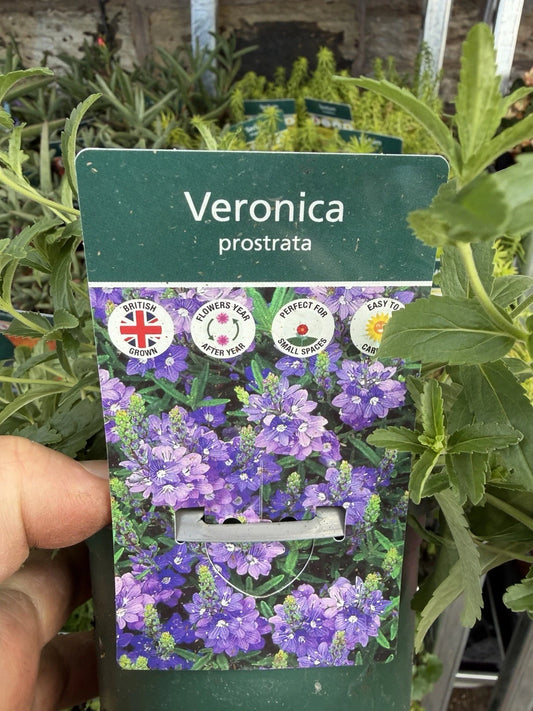Alpine Veronica Prostrata 1L x2 Pot Full