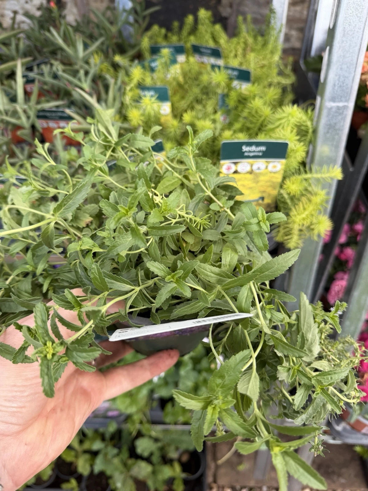 Alpine Veronica Prostrata 1L x2 Pot Full