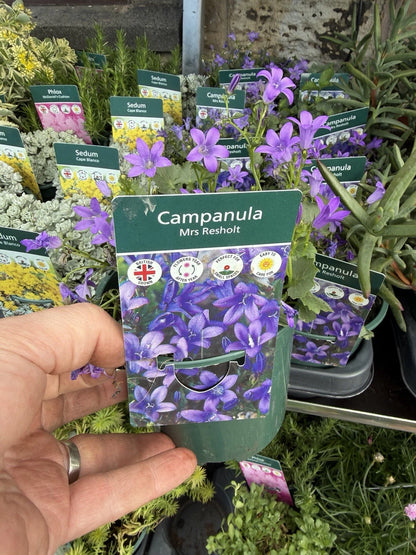 Alpine Campanula Mrs Resholt 1L x2 Pot Full