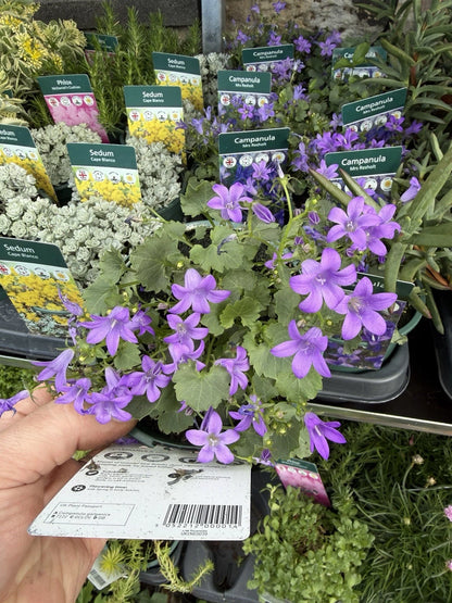 Alpine Campanula Mrs Resholt 1L x2 Pot Full