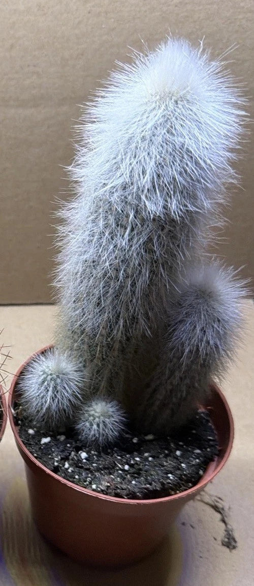 Cleistocactus strausii - Potsize 8.5 cm. x1