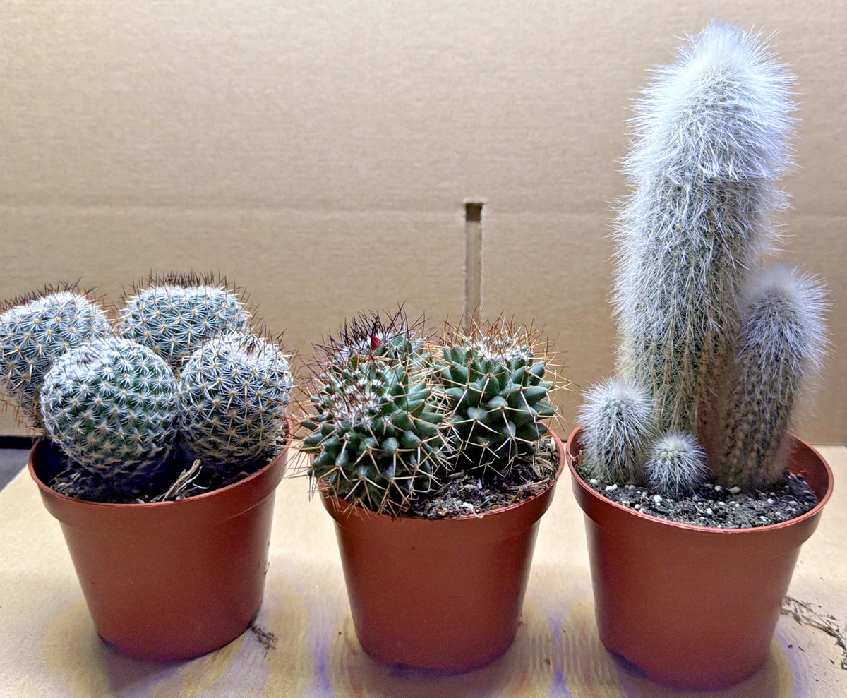 Cactus Plant in 8.5cm Pot x3. 8.5cm Pots
