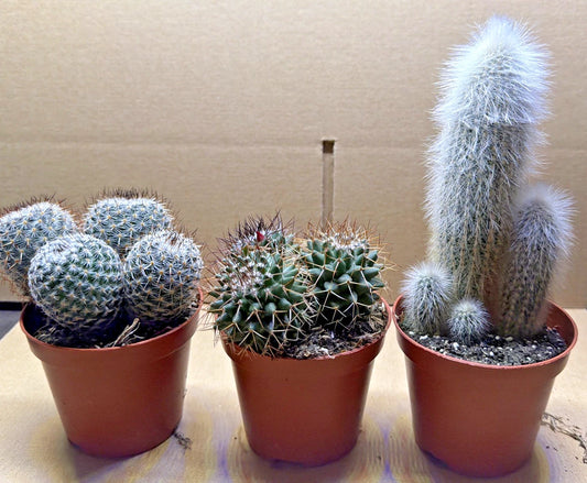 Cactus Plant in 8.5cm Pot x3. 8.5cm Pots