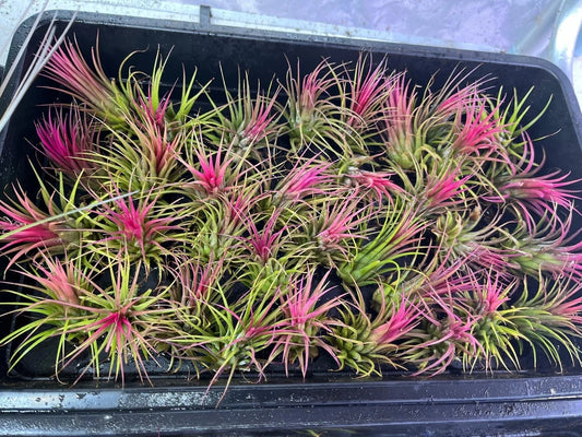 Tillandsia Mix - 6 Plants - Indoor Air Plant for House Vivarium Terrarium