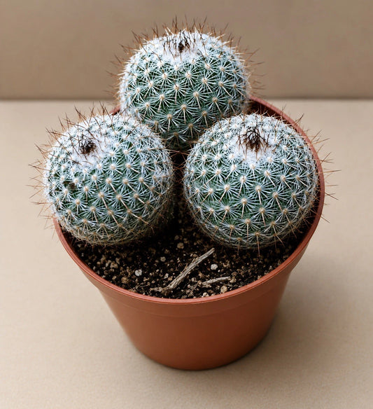Mammillaria dealbata - Potsize 8.5 cm. x1
