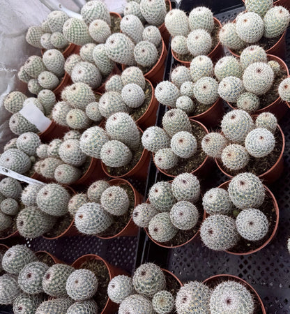 Mammillaria dealbata - Potsize 8.5 cm. x1